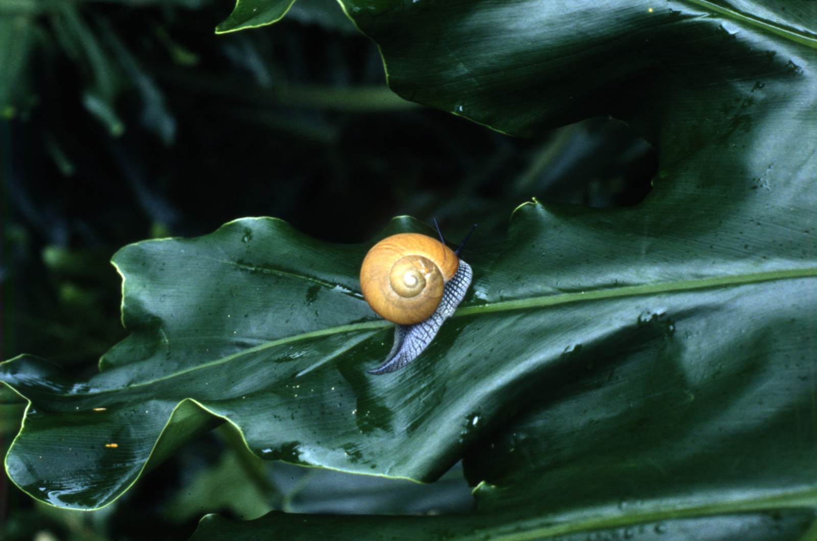 Tropic snail